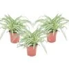 Chlorophytum Comosum 'Atlantic' - Set Van 3 - Pot 12cm - Hoogte 25-40cm 1 Chlorophytum Comosum 'Atlantic' - Set Van 3 - Pot 12cm - Hoogte 25-40cm -Bekend Tuinmeubelen Winkel 1000082149
