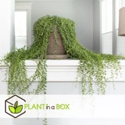 Senecio Radicans - String Of Bananas - Pot 12cm - Hoogte 10-20cm -Bekend Tuinmeubelen Winkel 1000082170 0103