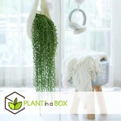 Senecio Rowleyanus 'String Of Pearls' - Set Van 2 - Pot 12cm - Hoogte 10-20cm -Bekend Tuinmeubelen Winkel 1000082205 0103