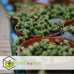 Senecio Rowleyanus 'String Of Pearls' - Set Van 2 - Pot 12cm - Hoogte 10-20cm -Bekend Tuinmeubelen Winkel 1000082205 0104