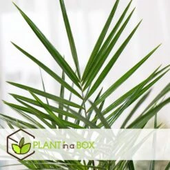 Phoenix Canariensis - Dadelpalm - Pot 19cm - Hoogte 80-100cm -Bekend Tuinmeubelen Winkel 1000082206 0103