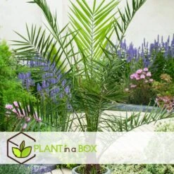 Phoenix Canariensis - Dadelpalm - Pot 19cm - Hoogte 80-100cm -Bekend Tuinmeubelen Winkel 1000082206 0104