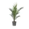 Phoenix Canariensis - Dadelpalm - Pot 19cm - Hoogte 80-100cm -Bekend Tuinmeubelen Winkel 1000082206