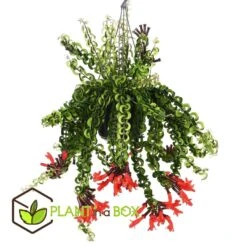 Aeschynantus Twister - Pot 15cm - Hoogte 20-30cm 8 Aeschynantus Twister - Pot 15cm - Hoogte 20-30cm -Bekend Tuinmeubelen Winkel 1000082207 0102