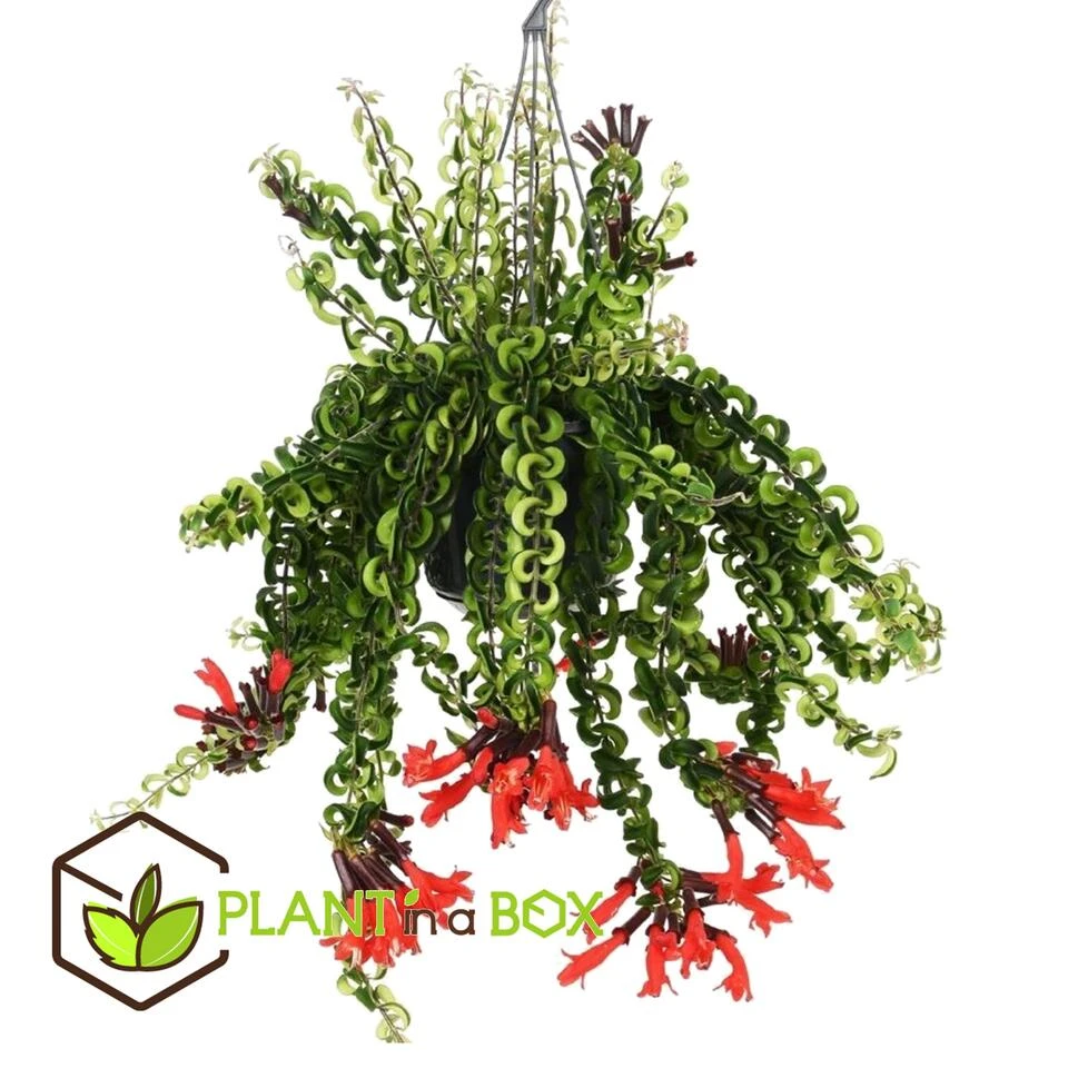 Aeschynantus Twister - Pot 15cm - Hoogte 20-30cm 5 Aeschynantus Twister - Pot 15cm - Hoogte 20-30cm - Afbeelding 3