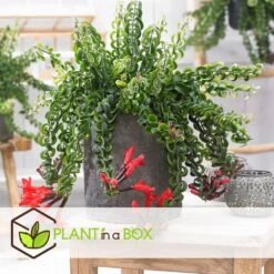 Aeschynantus Twister - Pot 15cm - Hoogte 20-30cm 7 Aeschynantus Twister - Pot 15cm - Hoogte 20-30cm -Bekend Tuinmeubelen Winkel 1000082207 0105