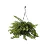 Aeschynantus Twister - Pot 15cm - Hoogte 20-30cm 2 Aeschynantus Twister - Pot 15cm - Hoogte 20-30cm -Bekend Tuinmeubelen Winkel 1000082207