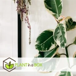 Ficus Elastica Tineke - 'Rubberboom' - Pot 24cm - Hoogte 80-100cm -Bekend Tuinmeubelen Winkel 1000082209 0104