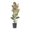 Ficus Elastica Tineke - 'Rubberboom' - Pot 24cm - Hoogte 80-100cm -Bekend Tuinmeubelen Winkel 1000082209