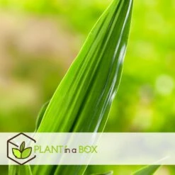 Dracaena Fragrans Janet Craig - XXL - Pot 24cm - Hoogte 140-150cm -Bekend Tuinmeubelen Winkel 1000084417 0102