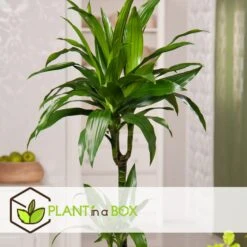 Dracaena Fragrans Janet Craig - XXL - Pot 24cm - Hoogte 140-150cm -Bekend Tuinmeubelen Winkel 1000084417 0103