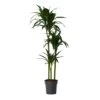 Dracaena Fragrans Janet Craig - XXL - Pot 24cm - Hoogte 140-150cm -Bekend Tuinmeubelen Winkel 1000084417