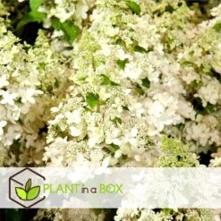 Hydrangea Paniculata 'Confetti' - Hortensia - Pot 19cm - Hoogte 25-40cm -Bekend Tuinmeubelen Winkel 1000085515 0103