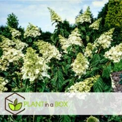 Hydrangea Paniculata 'Confetti' - Hortensia - Pot 19cm - Hoogte 25-40cm -Bekend Tuinmeubelen Winkel 1000085515 0104