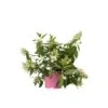 Hydrangea Paniculata 'Confetti' - Hortensia - Pot 19cm - Hoogte 25-40cm