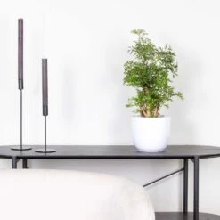 Polyscias Ming P12H30 -Bekend Tuinmeubelen Winkel 1000088690 0101