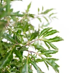 Polyscias Ming P12H30 -Bekend Tuinmeubelen Winkel 1000088690 0102