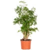 Polyscias Ming P12H30 -Bekend Tuinmeubelen Winkel 1000088690