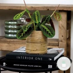 Maranta Tricolor – Gebedsplant – ⌀12cm –↕10-15 Cm 7 Maranta Tricolor – Gebedsplant – ⌀12cm –↕10-15 Cm -Bekend Tuinmeubelen Winkel 1000088701 0101