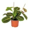 Maranta Tricolor – Gebedsplant – ⌀12cm –↕10-15 Cm -Bekend Tuinmeubelen Winkel 1000088701