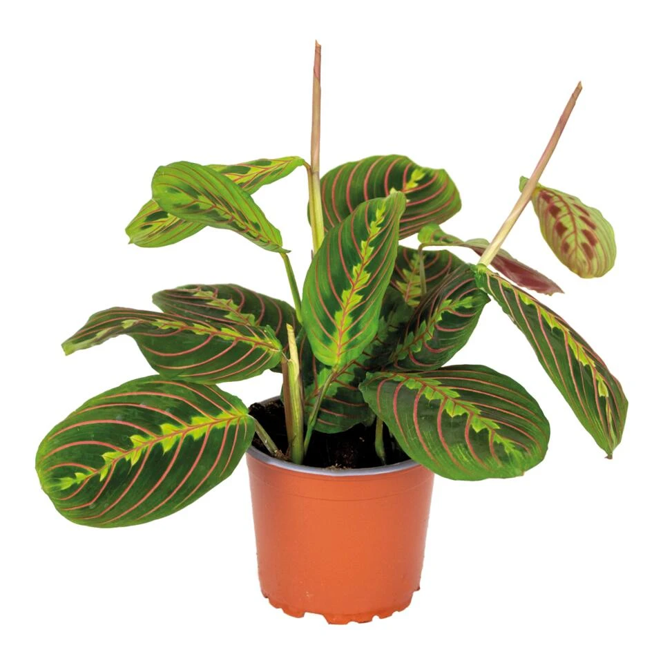 Maranta Tricolor – Gebedsplant – ⌀12cm –↕10-15 Cm 3 Maranta Tricolor – Gebedsplant – ⌀12cm –↕10-15 Cm