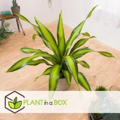 Dracaena Fragrans 'Charley' - Drakenbloedboom - Pot 24cm - Hoogte 100-110cm -Bekend Tuinmeubelen Winkel 1000090460 0103