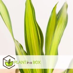 Dracaena Fragrans 'Charley' - Drakenbloedboom - Pot 24cm - Hoogte 100-110cm -Bekend Tuinmeubelen Winkel 1000090460 0104