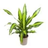 Dracaena Fragrans 'Charley' - Drakenbloedboom - Pot 24cm - Hoogte 100-110cm -Bekend Tuinmeubelen Winkel 1000090460
