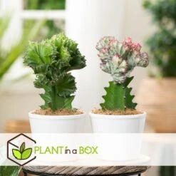Euphorbia Lactea Cristata / Frankii - Mix Van 2 - Pot 12cm - Hoogte 25-30cm -Bekend Tuinmeubelen Winkel 1000094303 0103