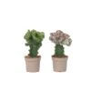 Euphorbia Lactea Cristata / Frankii - Mix Van 2 - Pot 12cm - Hoogte 25-30cm