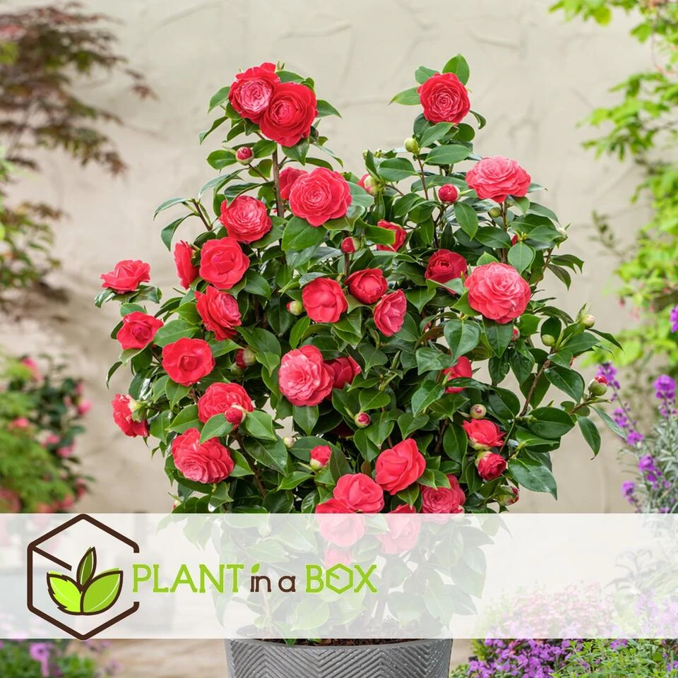 Camellia Japonica "Brushfield's Yellow" - Roos - Pot 15cm - Hoogte 50-60cm 4 Camellia Japonica "Brushfield's Yellow" - Roos - Pot 15cm - Hoogte 50-60cm - Afbeelding 2