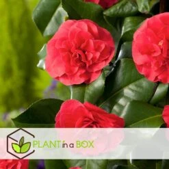 Camellia Japonica "Brushfield's Yellow" - Roos - Pot 15cm - Hoogte 50-60cm 8 Camellia Japonica "Brushfield's Yellow" - Roos - Pot 15cm - Hoogte 50-60cm -Bekend Tuinmeubelen Winkel 1000095076 0103