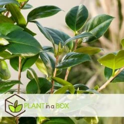 Camellia Japonica "Brushfield's Yellow" - Roos - Pot 15cm - Hoogte 50-60cm 9 Camellia Japonica "Brushfield's Yellow" - Roos - Pot 15cm - Hoogte 50-60cm -Bekend Tuinmeubelen Winkel 1000095076 0104