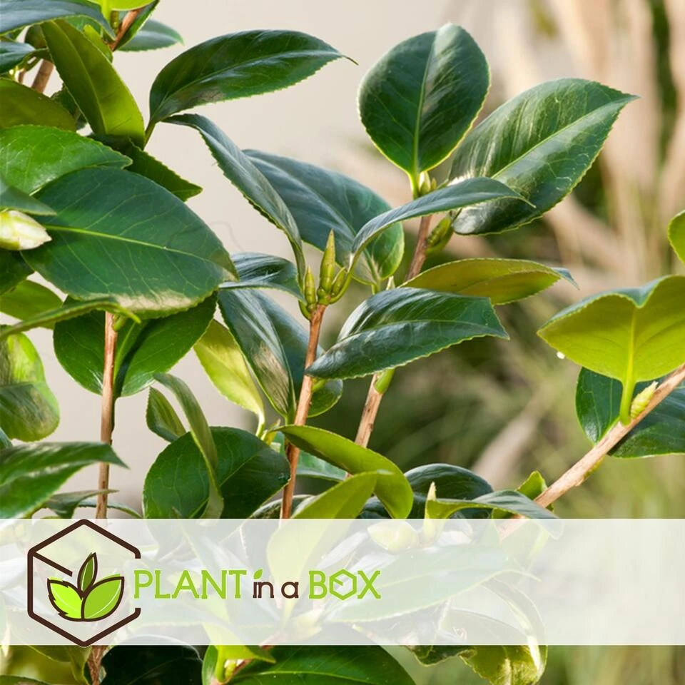 Camellia Japonica "Brushfield's Yellow" - Roos - Pot 15cm - Hoogte 50-60cm 6 Camellia Japonica "Brushfield's Yellow" - Roos - Pot 15cm - Hoogte 50-60cm - Afbeelding 4