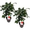 Camellia Japonica "Brushfield's Yellow" - Roos - Pot 15cm - Hoogte 50-60cm -Bekend Tuinmeubelen Winkel 1000095076
