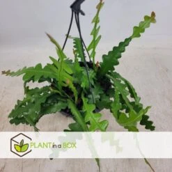 Epiphyllum Anguliger - Zaagcactus - Succulent - Pot 15cm - Hoogte 30-40cm -Bekend Tuinmeubelen Winkel 1000095463 0103