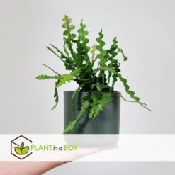 Epiphyllum Anguliger - Set Van 2 - Zaagcactus - Pot 15cm - Hoogte 30-40cm -Bekend Tuinmeubelen Winkel 1000095464 0103