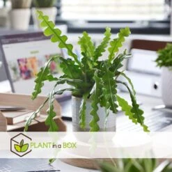 Epiphyllum Anguliger - Set Van 2 - Zaagcactus - Pot 15cm - Hoogte 30-40cm -Bekend Tuinmeubelen Winkel 1000095464 0104