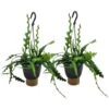Epiphyllum Anguliger - Set Van 2 - Zaagcactus - Pot 15cm - Hoogte 30-40cm -Bekend Tuinmeubelen Winkel 1000095464
