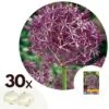 Allium Christophii X30 - Bloembollen - Sierui Paars -Bekend Tuinmeubelen Winkel 1000099100