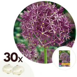 Allium Christophii X30 - Bloembollen - Sierui Paars