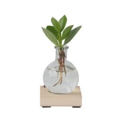 Plant In A Box - Mini-clusia Met LED-verlichting - Hydroponie - Plant In Water