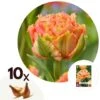Tulipa Brisbane - Bloem Bollen X10 - Tulp - Roze -Bekend Tuinmeubelen Winkel 1000100371