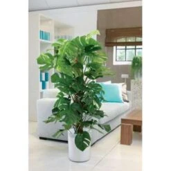 Monstera 'Monkey Leaf' Mosstok - Gatenplant - ⌀17 Cm - ↕75-80 Cm -Bekend Tuinmeubelen Winkel 1105439899 0103