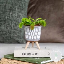 Dionaea Muscipula – Venusvliegenvanger – ⌀6 Cm – ↕05-10 Cm 7 Dionaea Muscipula – Venusvliegenvanger – ⌀6 Cm – ↕05-10 Cm -Bekend Tuinmeubelen Winkel 1163593529 0101