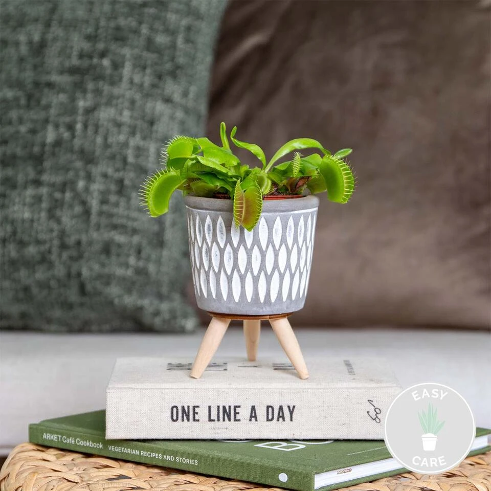 Dionaea Muscipula – Venusvliegenvanger – ⌀6 Cm – ↕05-10 Cm 4 Dionaea Muscipula – Venusvliegenvanger – ⌀6 Cm – ↕05-10 Cm - Afbeelding 2