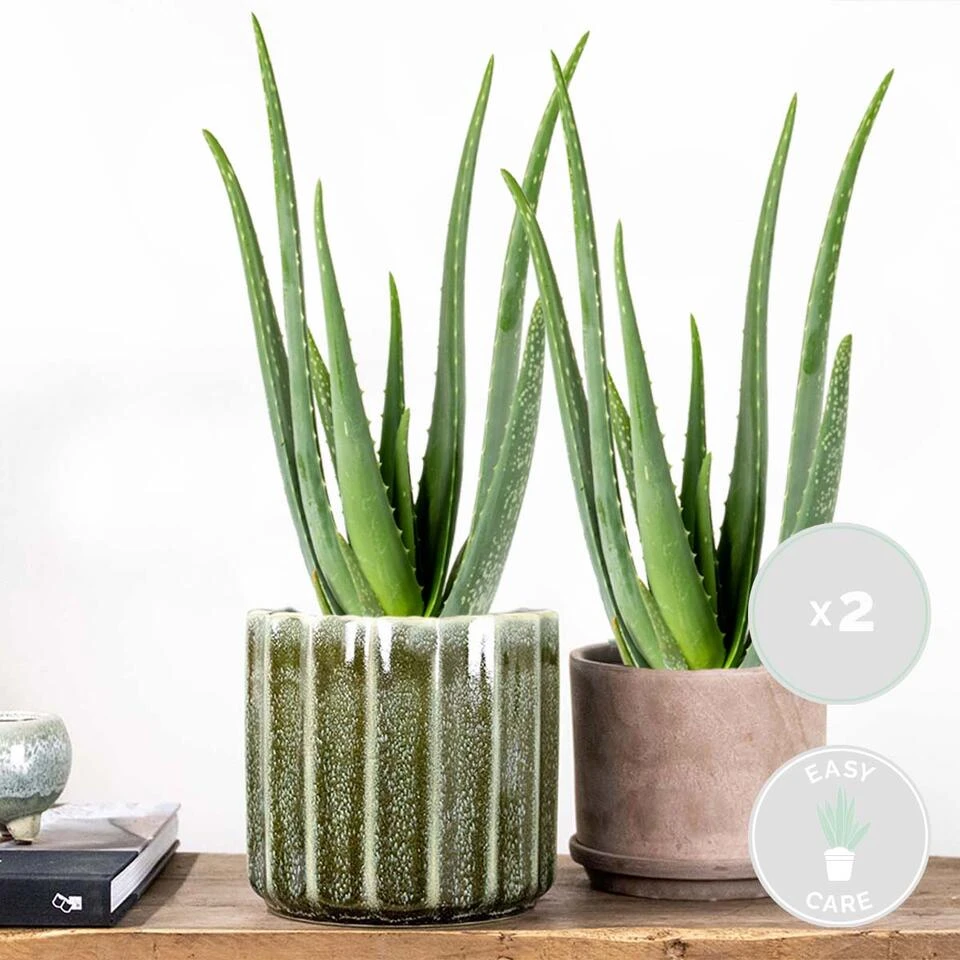 2x Aloe Vera Barbadensis - Vetplant - ⌀12 Cm - ↕35-40 Cm 4 2x Aloe Vera Barbadensis - Vetplant - ⌀12 Cm - ↕35-40 Cm - Afbeelding 2