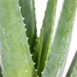 2x Aloe Vera Barbadensis - Vetplant - ⌀12 Cm - ↕35-40 Cm 8 2x Aloe Vera Barbadensis - Vetplant - ⌀12 Cm - ↕35-40 Cm -Bekend Tuinmeubelen Winkel 1184437682 0102