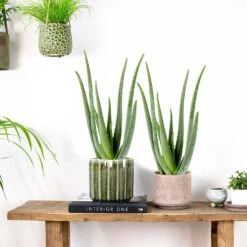 2x Aloe Vera Barbadensis - Vetplant - ⌀12 Cm - ↕35-40 Cm 9 2x Aloe Vera Barbadensis - Vetplant - ⌀12 Cm - ↕35-40 Cm -Bekend Tuinmeubelen Winkel 1184437682 0103