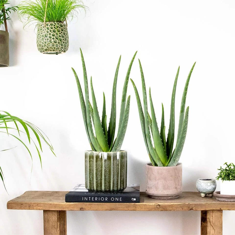 2x Aloe Vera Barbadensis - Vetplant - ⌀12 Cm - ↕35-40 Cm 6 2x Aloe Vera Barbadensis - Vetplant - ⌀12 Cm - ↕35-40 Cm - Afbeelding 4